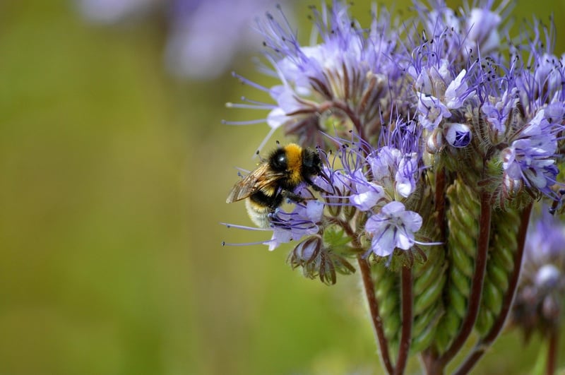 Bee-Friendly Gardens